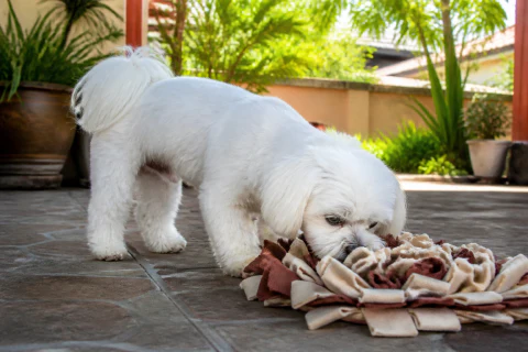 Maltese using a fabric treat-search mat in a shaded courtyard