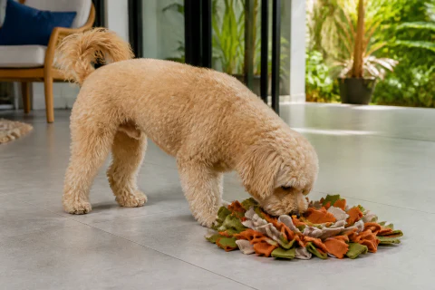 Maltipoo using a fabric snuffle mat in a bright living room