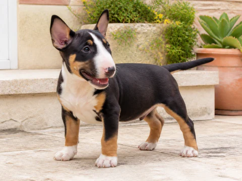 Happy Miniature Bull Terrier puppy standing in a bright courtyard