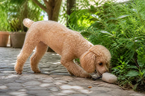 Miniature Poodle searching for a canvas toy beside garden plants