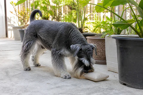 Miniature Schnauzer searching for a canvas scent pouch beside garden planters