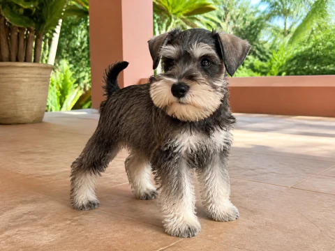 Miniature Schnauzer puppy standing on a bright veranda