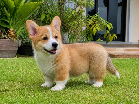 Pembroke Welsh Corgi puppy standing on a garden lawn