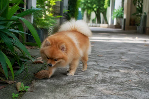 Pomeranian exploring a shaded residential courtyard
