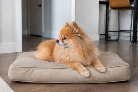 Pomeranian resting calmly on a bed in a living room