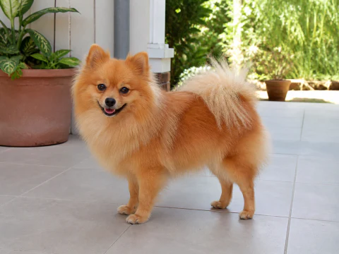Adult Pomeranian standing in a bright courtyard