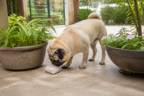 Pug searching for a canvas scent pouch between shaded patio planters