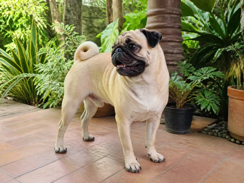 Happy adult Pug looking across a shaded garden terrace