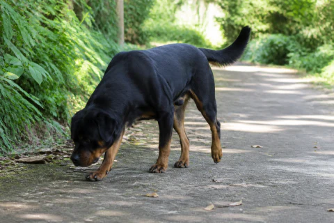 Rottweiler following a scent trail along a shaded park path