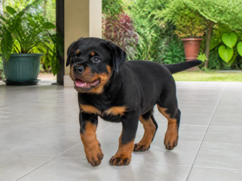 Happy Rottweiler puppy trotting across a covered terrace