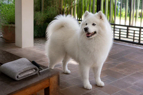Happy Samoyed standing beside a grooming rake and folded towel