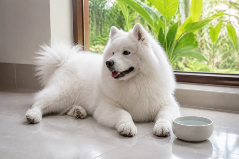 Contented Samoyed resting beside fresh water on a cool tiled floor