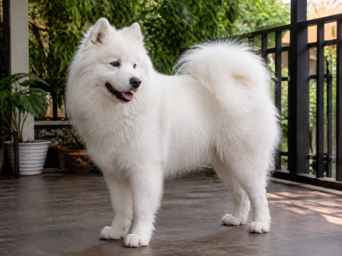 Happy adult Samoyed standing on a shaded veranda