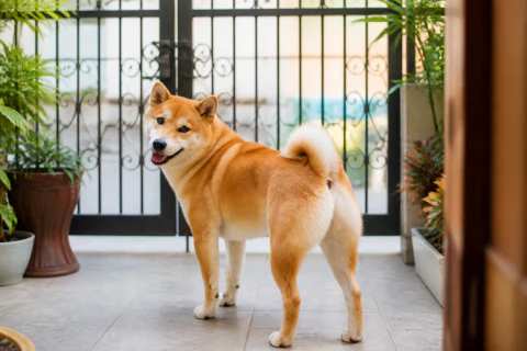 Happy Shiba Inu waiting calmly inside a closed garden gate