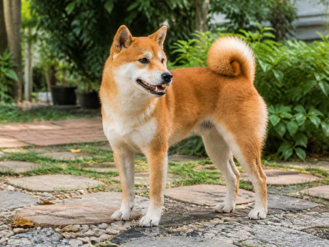 Happy adult Shiba Inu standing in a leafy garden