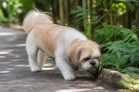 Shih Tzu taking a gentle walk on a shaded garden path