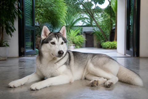 Grey and white Siberian Husky resting indoors beside a shaded courtyard