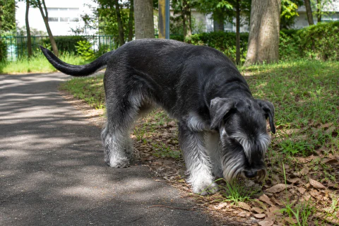 Standard Schnauzer following a scent on a shaded park trail