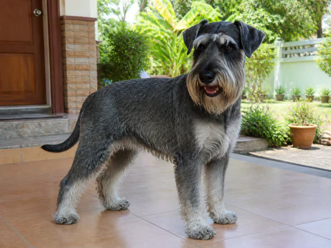 Adult Standard Schnauzer standing at a bright home entrance