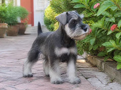 Standard Schnauzer puppy standing on a garden path