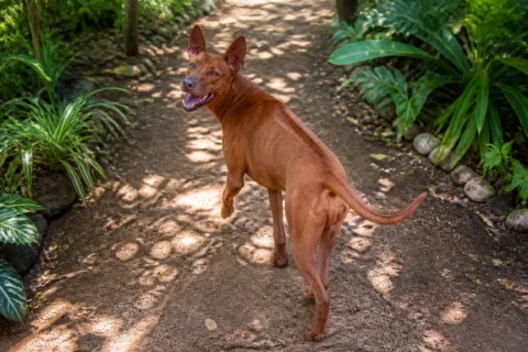 Happy Thai Ridgeback exploring a shaded garden path