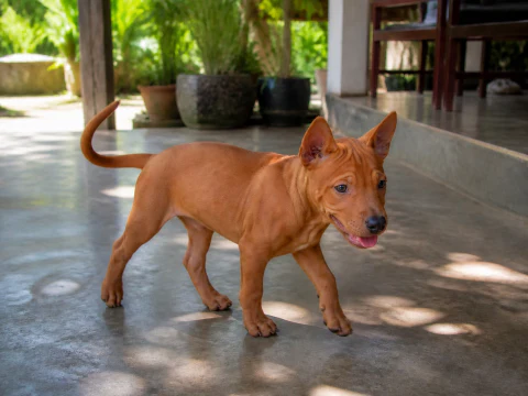 Happy Thai Ridgeback puppy walking across a shaded veranda