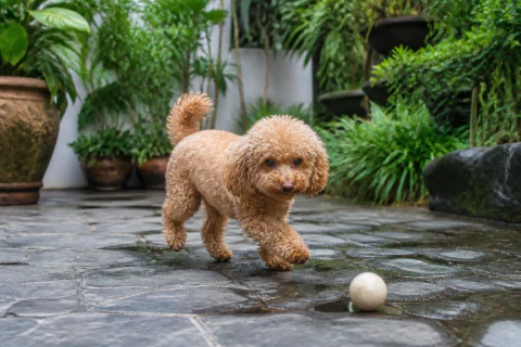 Apricot Toy Poodle trotting toward a ball in a shaded courtyard