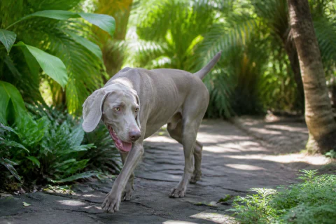Happy Weimaraner walking along a shaded tropical garden path