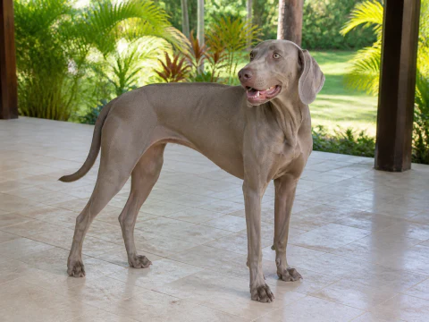 Happy adult Weimaraner standing on a bright veranda
