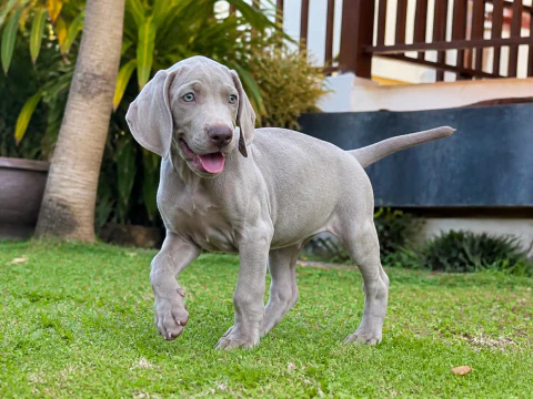Happy Weimaraner puppy stepping across a sunny garden
