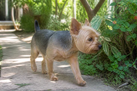 Yorkshire Terrier walking beside plants on a shaded garden path