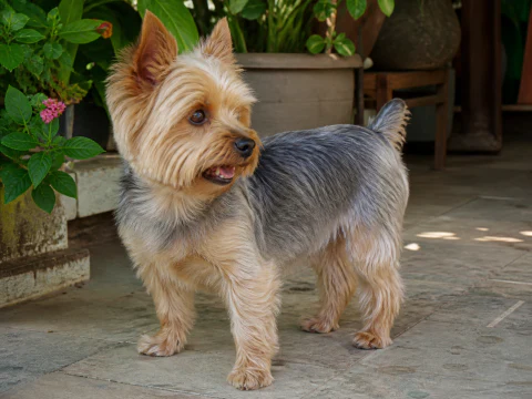 Happy adult Yorkshire Terrier standing on a shaded veranda