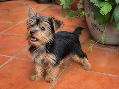 Happy Yorkshire Terrier puppy standing on a terracotta terrace