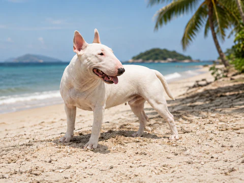 Bull Terrier breed photograph