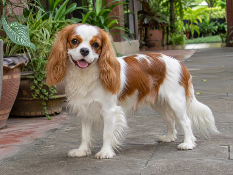 Cavalier King Charles Spaniel breed photograph