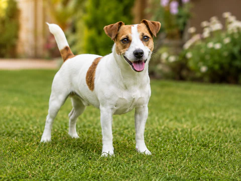Jack Russell Terrier breed photograph