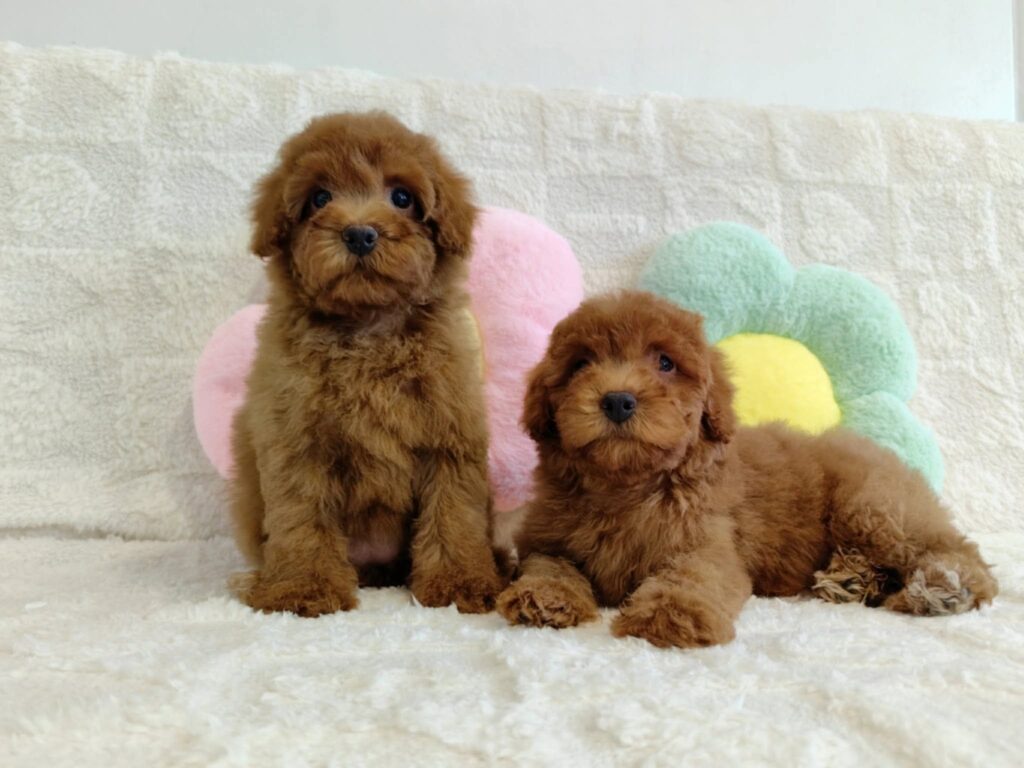 Miniature Poodle litter