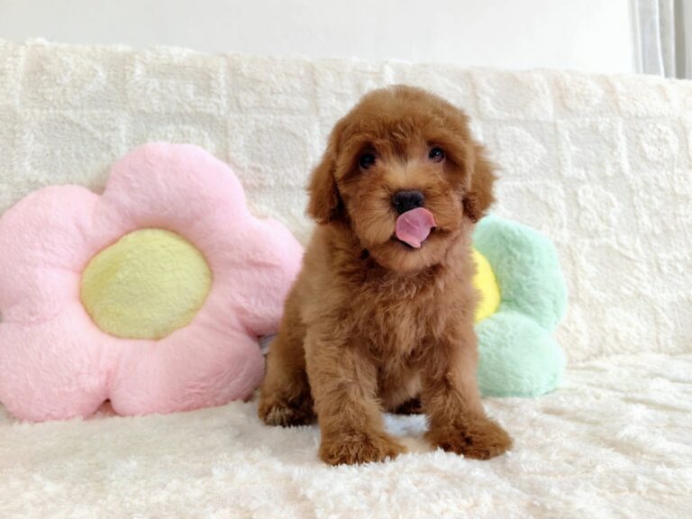 Female 1, Female Miniature Poodle puppy