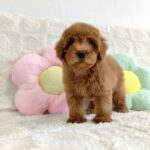 female Miniature Poodle puppy