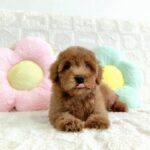 female Miniature Poodle puppy