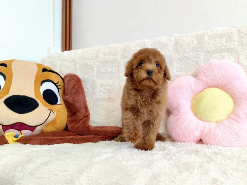 female Miniature Poodle puppy
