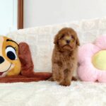 female Miniature Poodle puppy