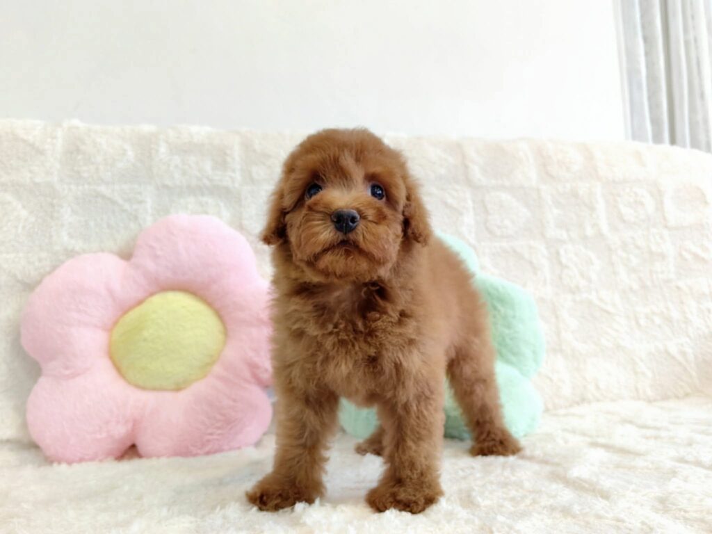female Miniature Poodle puppy