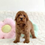 female Miniature Poodle puppy
