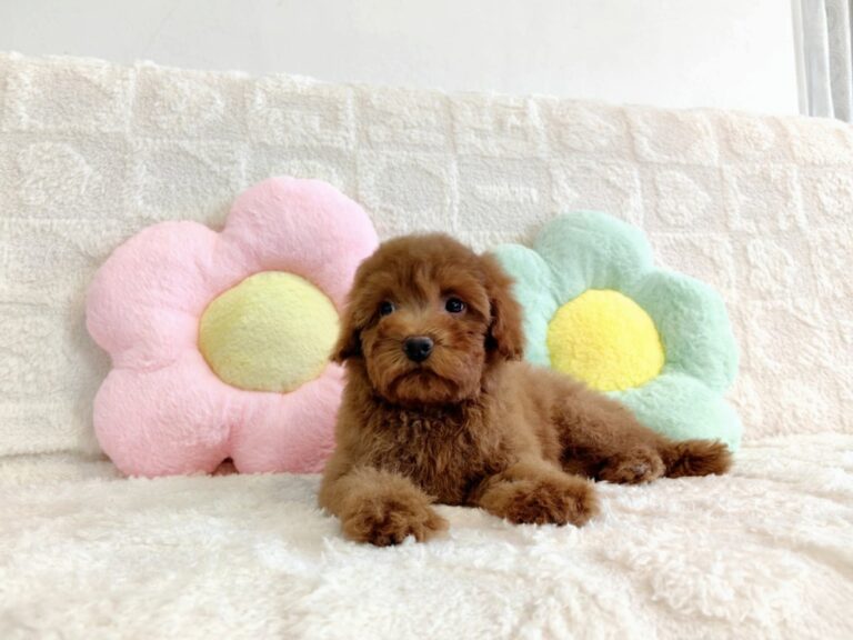 Female 2, Female Miniature Poodle puppy