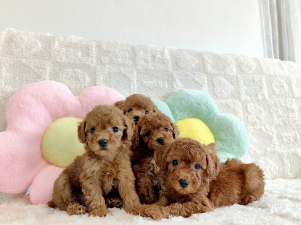 Toy Poodle litter