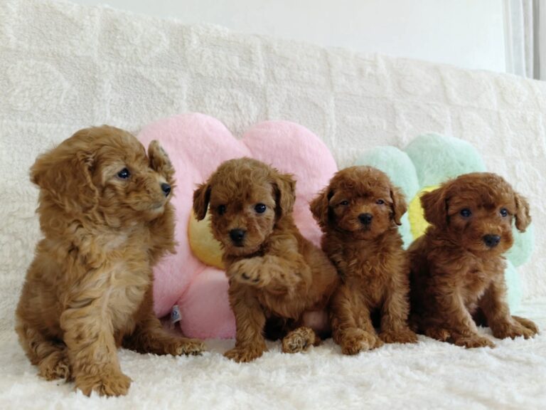 Toy Poodle litter