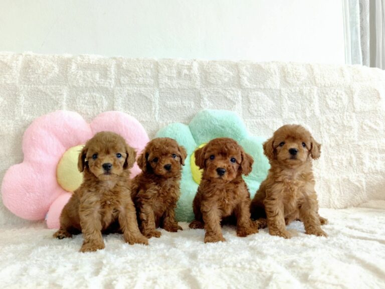 Toy Poodle litter