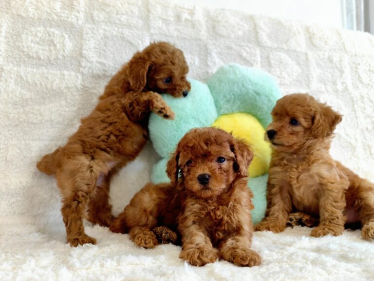 Toy Poodle litter