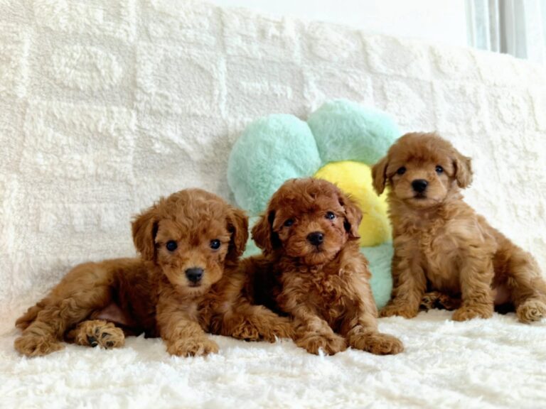 Toy Poodle litter